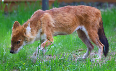 The dhole (Cuon alpinus) is a canid native to Central, South, East and Southeast Asia. It is...