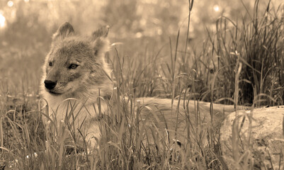 The dhole (Cuon alpinus) is a canid native to Central, South, East and Southeast Asia. It is...
