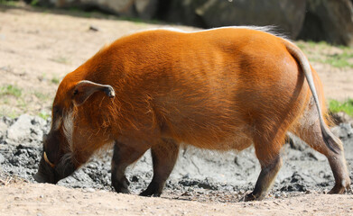 The red river hog also known as the bush pig (but not to be confused with P. larvatus, common name 