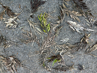 Taupe Leaves with a pop of green leaves on
ground