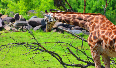 The giraffe (Giraffa camelopardalis) is an African even-toed ungulate mammal, the tallest of all...