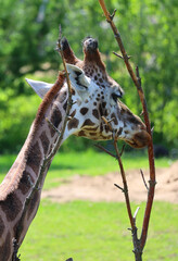 The giraffe (Giraffa camelopardalis) is an African even-toed ungulate mammal, the tallest of all...