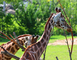 The giraffe (Giraffa camelopardalis) is an African even-toed ungulate mammal, the tallest of all...