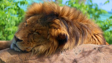 Lion is one of the four big cats in the genus Panthera, and a member of the family Felidae. With some males exceeding 250 kg (550 lb) in weight, it is the second-largest living cat after the tiger