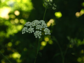 the small white flower (Torilis japonica or Japanese hedge parsley)