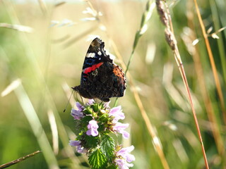 European butterfly (red admiral) on the flower