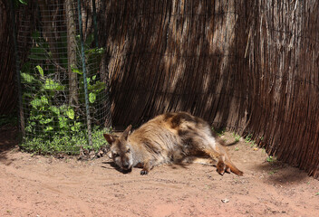 The kangaroo is a marsupial from the family Macropodidae (macropods, meaning 'large foot').