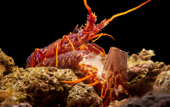 A spiny lobster Palinurus elephas underwater in the Mediterranean sea moulting on a rock with discarded carapace during night. Sardinia, Italy