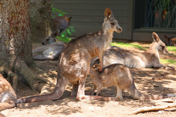 The kangaroo is a marsupial from the family Macropodidae (macropods, meaning 'large foot').