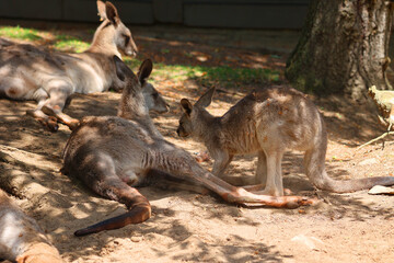 The kangaroo is a marsupial from the family Macropodidae (macropods, meaning 'large foot').