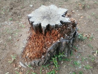 自然界で土に帰る過程の朽ちた切り株