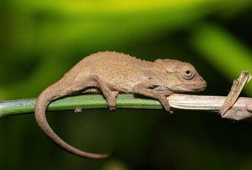 A cute juvenile Midlands Dwarf Chameleon Complex (Complex Bradypodion melanocephalum) in a garden 