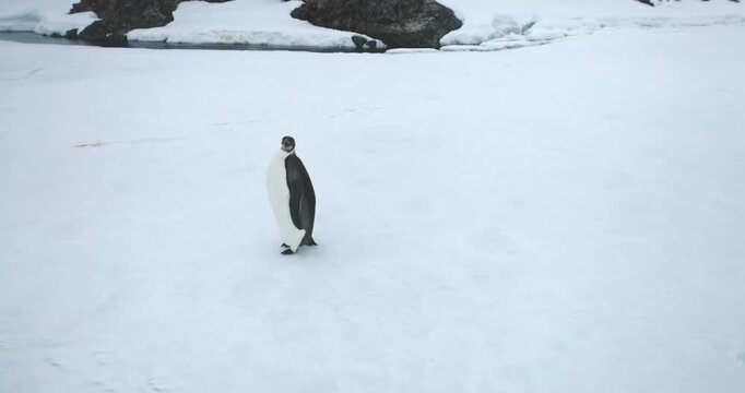 One emperor penguin enjoy snow hill in Antarctica coast. Explore Antarctic wildlife sea bird. Wild nature travel and exploration. Discover South Pole rare species behavior. Close up aerial drone shot
