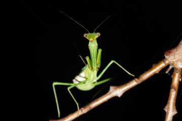 A beautiful praying mantis hunting in a garden on a warm evening