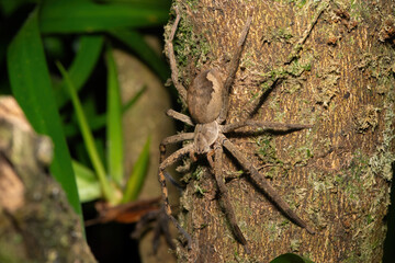 A beautiful female common rain spider (Palystes superciliosus), a species of huntsman spider, on a small tree
