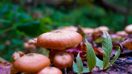 Mushrooms on Log