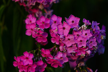 Magenta phlox flowers