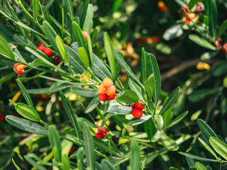 Vibrant red berries nestled among lush green leaves, captured in natural sunlight in Mallorca's...