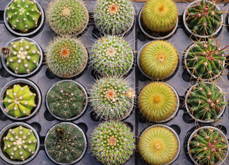 Mini cactus in pots in the garden nursery cactus farm agriculture greenhouse