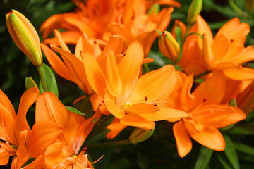 Fototapeta premium Amaryllis is the only genus in the subtribe Amaryllidinae (tribe Amaryllideae). It is a small genus of flowering bulbs, with two species.