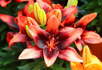 Amaryllis is the only genus in the subtribe Amaryllidinae (tribe Amaryllideae). It is a small genus of flowering bulbs, with two species.