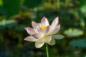 少し見頃を過ぎてもなお美しい淡いピンクのハスの花