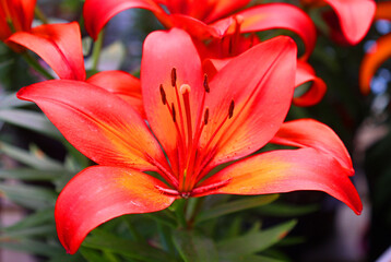 Obraz premium Amaryllis is the only genus in the subtribe Amaryllidinae (tribe Amaryllideae). It is a small genus of flowering bulbs, with two species.