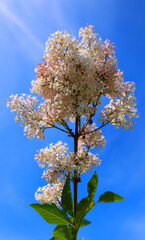 Syringa vulgaris (lilac or common lilac) is a species of flowering plant in the olive family Oleaceae, native to the Balkan Peninsula, where it grows on rocky hill