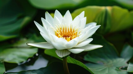 White lotus flower with a golden center and green foliage AI generated