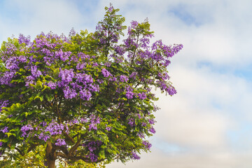 Beautiful flowering Jacaranda tree. Blue-violet flowers and fern-like foliage close-up
