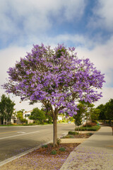 Beautiful flowering Jacaranda tree in city park with a cloudy sky in the background