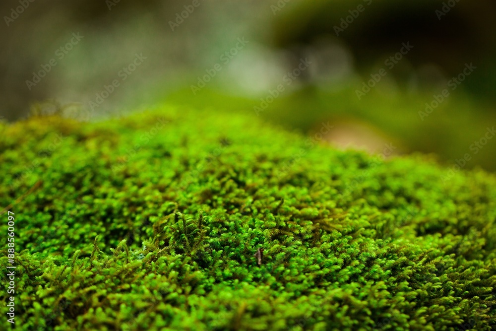 Poster Texture Green Moss in forest