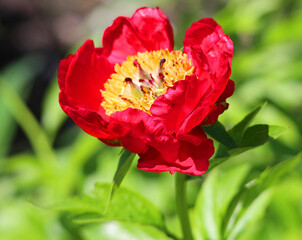 The peony is a flowering plant in the genus Paeonia, the only genus in the family Paeoniaceae. They are native to Asia, Southern Europe and Western North America
