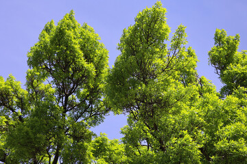 Fototapeta premium Picea abies, the Norway spruce or European spruce, is a species of spruce native to Northern, Central and Eastern Europe