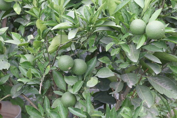 Citrus macroptera on tree in farm