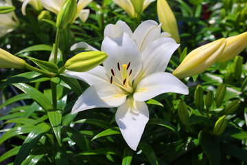 Amaryllis is the only genus in the subtribe Amaryllidinae (tribe Amaryllideae). It is a small genus of flowering bulbs, with two species.