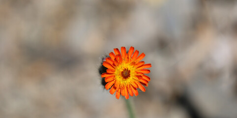 Pilosella aurantiaca (fox-and-cubs, orange hawk, devil's paintbrush, grim-the-collier) is a...