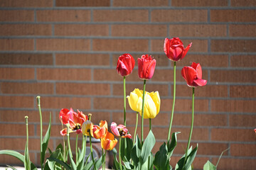 Obraz premium Tulips by Brick Wall