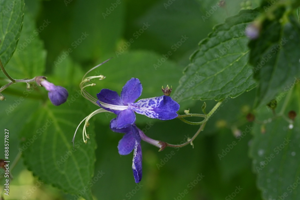 Wall mural blue mist spiraea (tripora divaricata) flowers. lamiaceae perennial plants. blue-purple flowers bloo