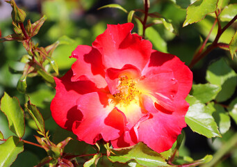 Obraz premium A rose is a woody perennial flowering plant of the genus Rosa, in the family Rosaceae, or the flower it bears. There are over a hundred species and thousands of cultivars.