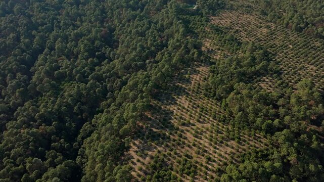DRONE SHOT: REVEAL OF A MOUNTAIN AT A SUNNY DAY ON AN AVOCADO PLANTATION