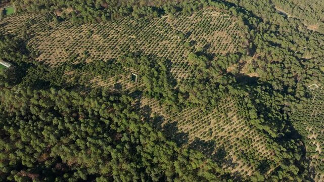 DRONE: HUGH ALTITUDE SPIRAL ORBIT OF AN AVOCADO ORCHARD 