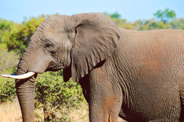 Fototapeta premium Kruger park South Africa: African elephants are elephants of the genus Loxodonta, the bush elephant, is the largest living terrestrial animal,