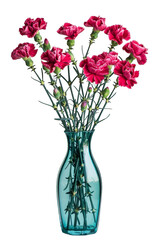 Obraz premium Elegant Carnations in a Glass Vase
