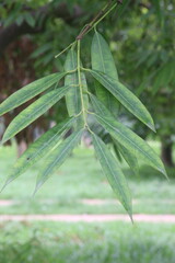 Ceylon ironwood leaf on tree in garden