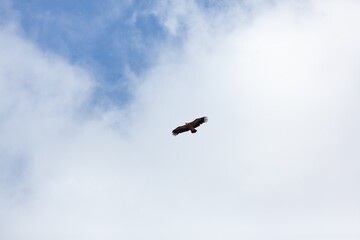 An wild eagle Birds flying in the sky.