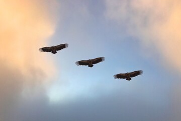 An wild eagle Birds flying in the sky.