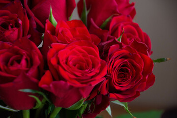 赤い薔薇