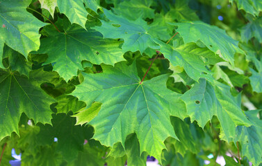 Harlequin Norway Maple, Acer platanoides 'Harlequin'  is a variety of Norway maple which possesses attractive white-variegated light green foliage,