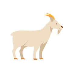 white goat farm livestock animal